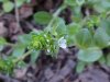 Thyme-leaved Speedwell (Veronica serpyllifolia)