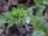 Thyme-leaved Speedwell (Veronica serpyllifolia)