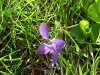 Common Blue Violet (Viola sororia)