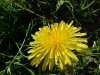 Common Dandelion (Taraxacum officinale)