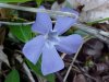 Periwinkle; Myrtle (Vinca Minor)