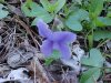 Common Blue Violet (Viola sororia)