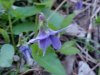 Common Blue Violet (Viola sororia)