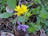 Common Blue Violet (Viola sororia) and Common Dandelion (Taraxacum officinale)