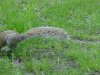 Curse of the fast squirrels of Central Park