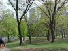 Central park and buildings in the distance