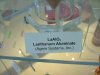 Lanthanum Aluminate crystal