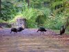 Wild Turkeys of LDEO