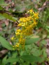 Blue-Stemmed Goldenrod; Wreath Goldenrod (Solidago caesia)