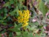Blue-Stemmed Goldenrod; Wreath Goldenrod (Solidago caesia)