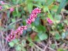 Lady's Thumb (Polygonum persicaria)