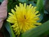 Common Dandelion (Taraxacum officinale)