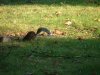 Leaping squirrel - 2 of 5
