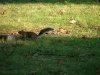Leaping squirrel - 3 of 5