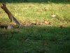 Leaping squirrel - 4 of 5