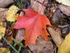 Fallen Autumn/Fall leaves of LDEO