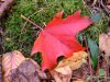Fallen Autumn/Fall leaves of LDEO
