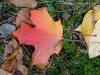 Fallen Autumn/Fall leaves of LDEO