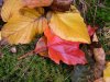 Fallen Autumn/Fall leaves of LDEO