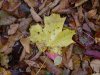 Fallen Autumn/Fall leaves of LDEO