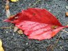 Fallen Autumn/Fall leaves of LDEO