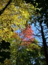 Early Autumn/Fall scenes of the Lamont-Doherty Nature Sanctuary