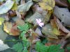 Herb Robert (Geranium robertianum) (alledgedly named after either Robert of Molesme or Robert Goodfellow/Robin Hood)