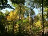 Early Autumn/Fall scenes of the Lamont-Doherty Nature Sanctuary