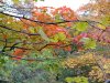Early Autumn/Fall scenes of the Lamont-Doherty Nature Sanctuary