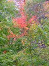 Early Autumn/Fall scenes of the Lamont-Doherty Nature Sanctuary