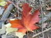 Early Autumn/Fall scenes of the Lamont-Doherty Nature Sanctuary