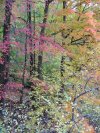 Early Autumn/Fall scenes of the Lamont-Doherty Nature Sanctuary