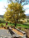 Catskill Autumn scenes