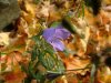 Harebell; American Bluebell (Campanula rotundifolia)