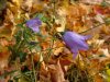 Harebell; American Bluebell (Campanula rotundifolia)
