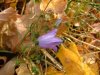 Harebell; American Bluebell (Campanula rotundifolia)