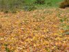 Fallen Autumn/Fall Leaves