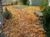 Fallen Autumn/Fall Leaves