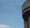 Swallows Congregate around the NSF tower